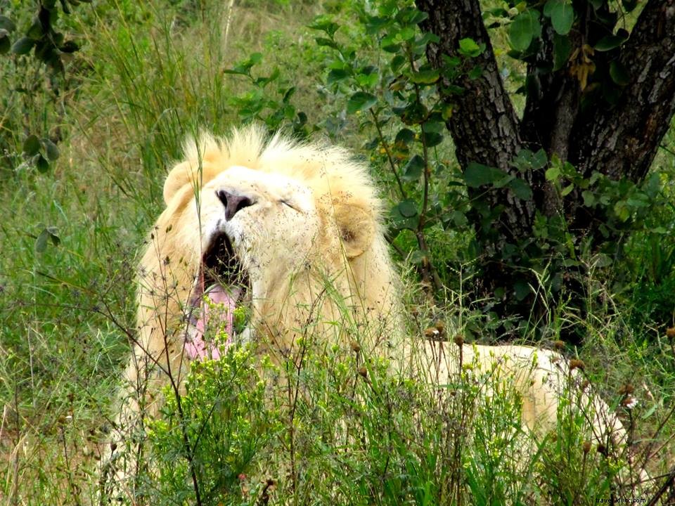 Nous avons envoyé notre expert en voyages en Afrique du Sud ; Voici ses 4 moments préférés 